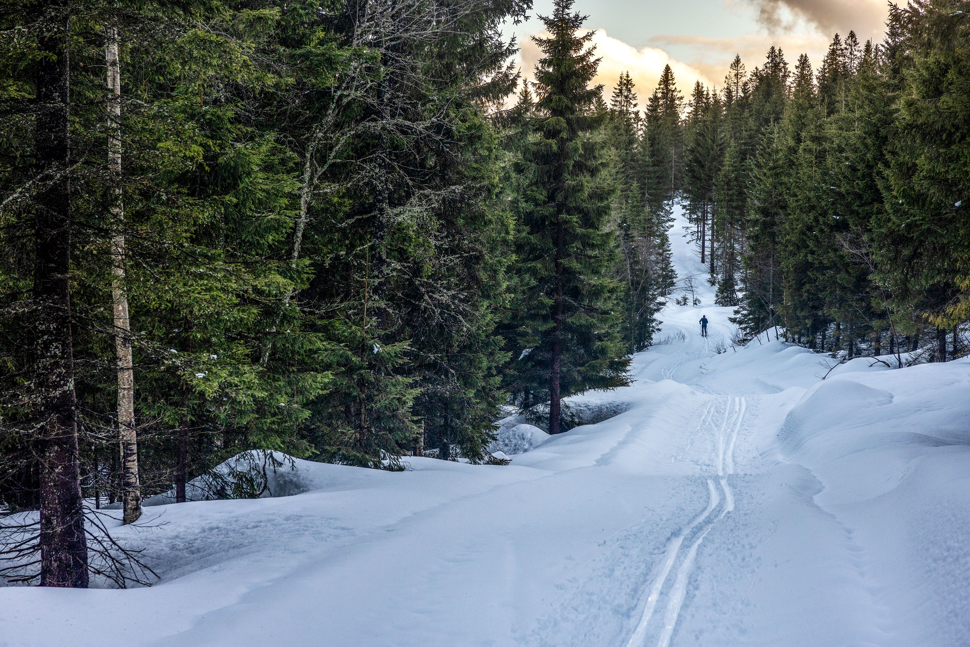 Foto på skidspår.